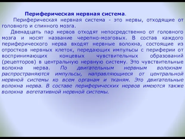 Периферическая нервная система. Периферическая нервная система - это нервы, отходящие от