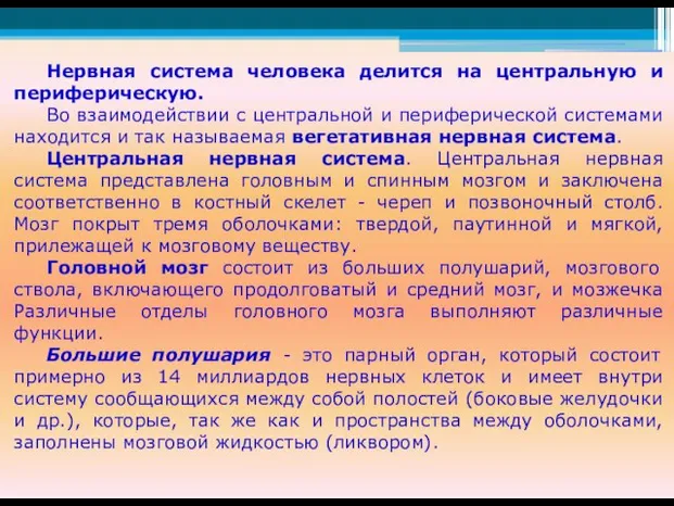 Нервная система человека делится на центральную и периферическую. Во взаимодействии с