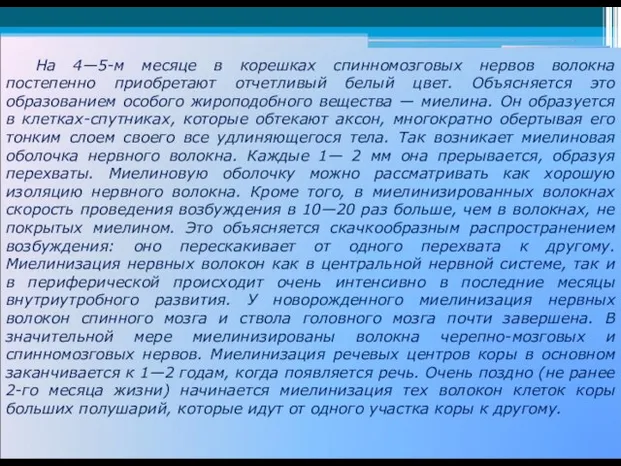 На 4—5-м месяце в корешках спинномозговых нервов волокна постепенно приобретают отчетливый