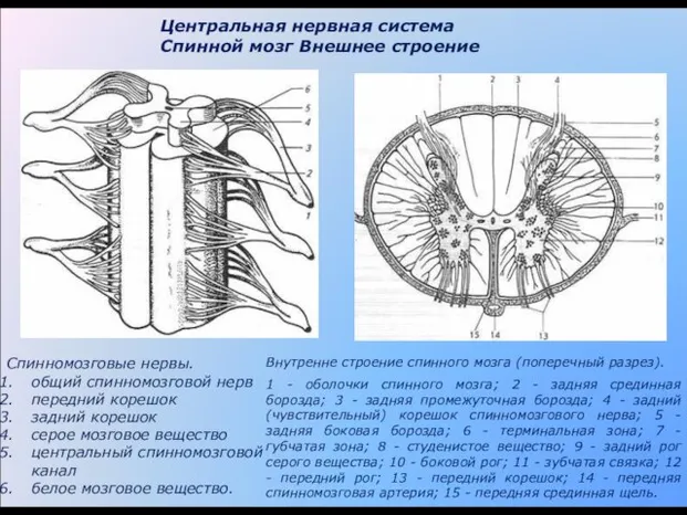 Спинномозговые нервы. общий спинномозговой нерв передний корешок задний корешок серое мозговое