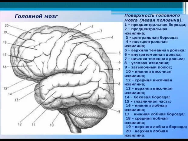 Головной мозг Поверхность головного мозга (левая половина). 1 - предцентральная борозда;