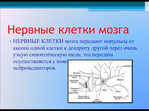 Нервные клетки мозга НЕРВНЫЕ КЛЕТКИ мозга передают импульсы от аксона одной