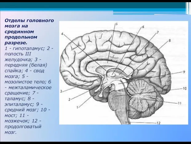 Отделы головного мозга на срединном продольном разрезе. 1 - гипоталамус; 2