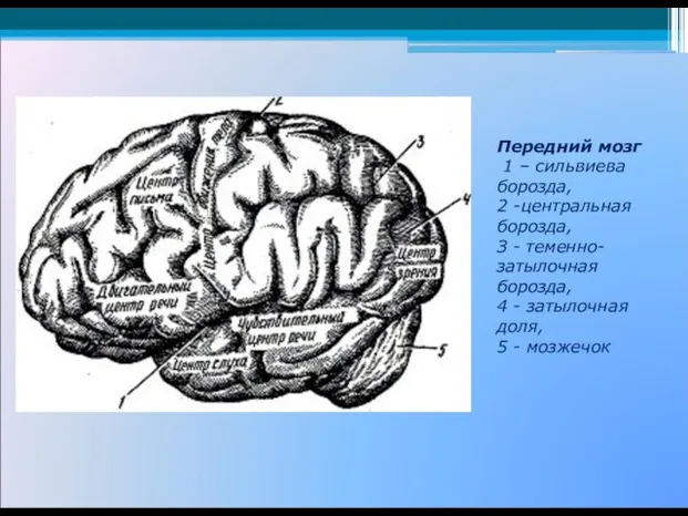 Передний мозг 1 – сильвиева борозда, 2 -центральная борозда, З -