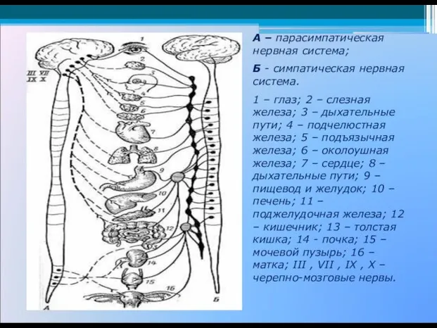 А – парасимпатическая нервная система; Б - симпатическая нервная система. 1