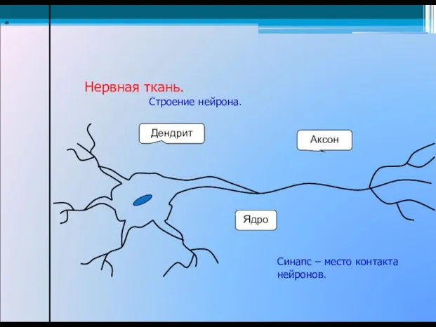 * Нервная ткань. Аксон Дендрит Ядро Строение нейрона. Синапс – место контакта нейронов.