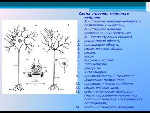 Схема строения типичного нейрона А - строение нейрона человека и позвоночных