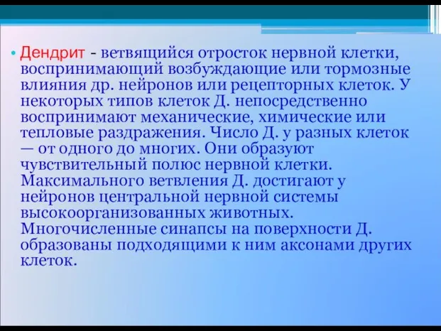 Дендрит - ветвящийся отросток нервной клетки, воспринимающий возбуждающие или тормозные влияния