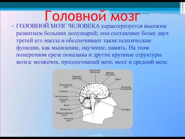 Головной мозг ГОЛОВНОЙ МОЗГ ЧЕЛОВЕКА характеризуется высоким развитием больших полушарий; они