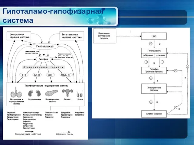 Гипоталамо-гипофизарная система