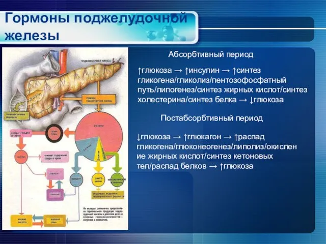 Гормоны поджелудочной железы ↑глюкоза → ↑инсулин → ↑синтез гликогена/гликолиз/пентозофосфатный путь/липогенез/синтез жирных