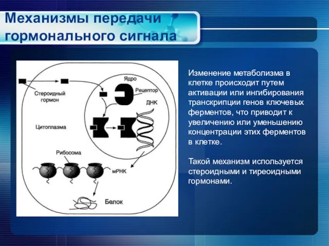 Механизмы передачи гормонального сигнала Изменение метаболизма в клетке происходит путем активации