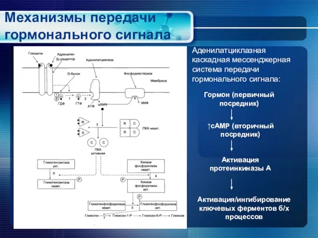 Механизмы передачи гормонального сигнала Аденилатциклазная каскадная мессенджерная система передачи гормонального сигнала: