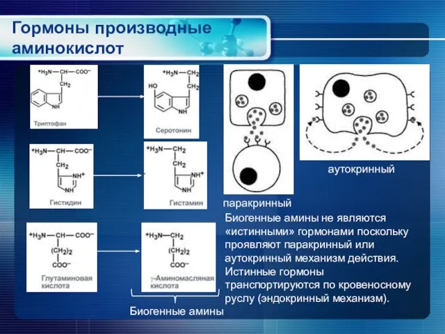 Гормоны производные аминокислот Биогенные амины Биогенные амины не являются «истинными» гормонами