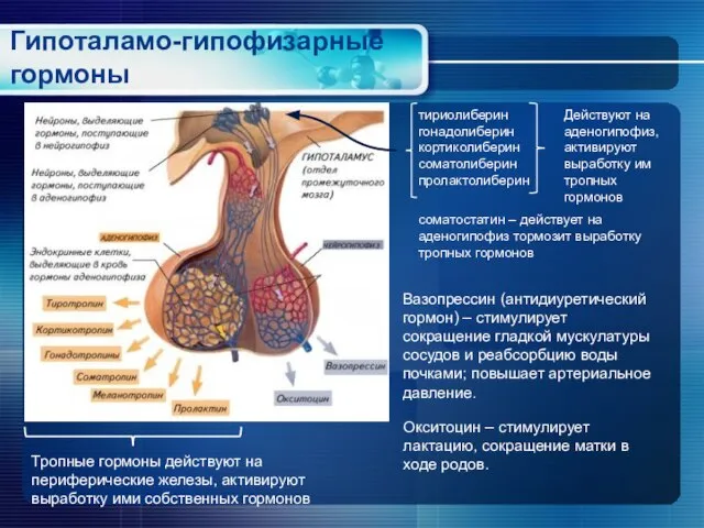 Гипоталамо-гипофизарные гормоны тириолиберин гонадолиберин кортиколиберин соматолиберин пролактолиберин Действуют на аденогипофиз, активируют