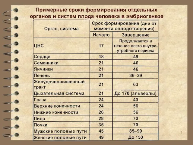 Примерные сроки формирования отдельных органов и систем плода человека в эмбриогенезе