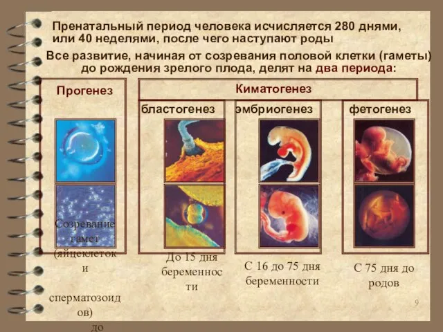 Пренатальный период человека исчисляется 280 днями, или 40 неделями, после чего