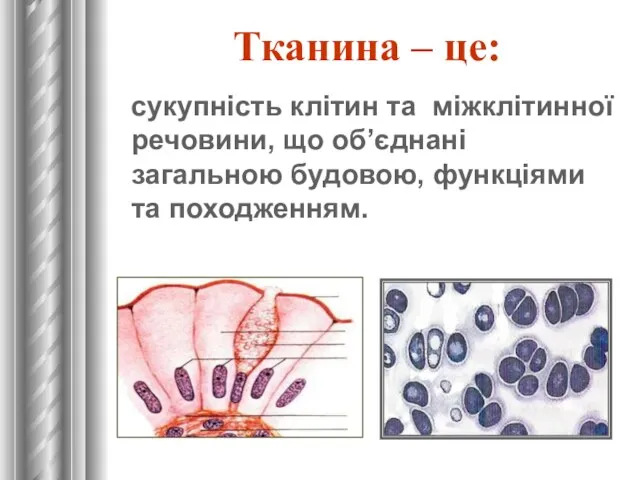 Тканина – це: сукупність клітин та міжклітинної речовини, що об’єднані загальною будовою, функціями та походженням.