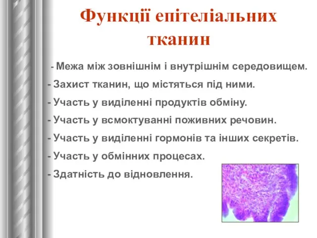 Функції епітеліальних тканин - Межа між зовнішнім і внутрішнім середовищем. Захист