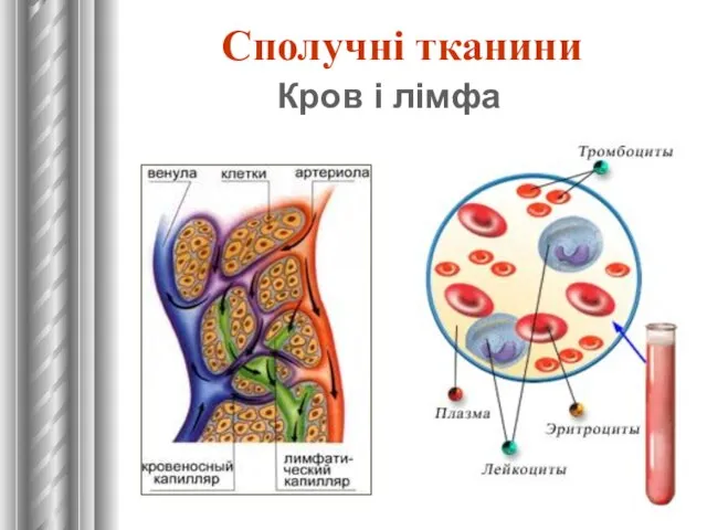 Кров і лімфа Сполучні тканини