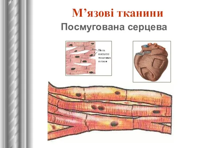 Посмугована серцева М’язові тканини