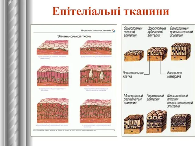 Епітеліальні тканини