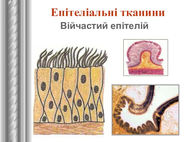 Війчастий епітелій Епітеліальні тканини