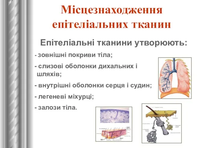 Місцезнаходження епітеліальних тканин Епітеліальні тканини утворюють: зовнішні покриви тіла; слизові оболонки