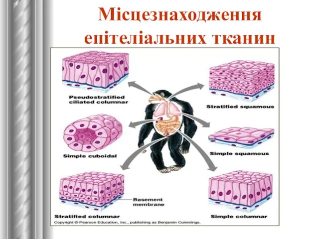 Місцезнаходження епітеліальних тканин