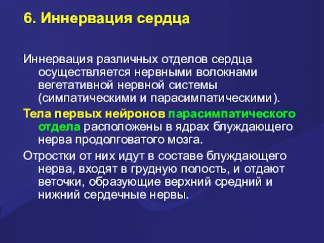 6. Иннервация сердца Иннервация различных отделов сердца осуществляется нервными волокнами вегетативной