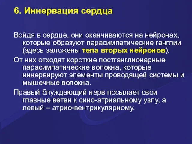 6. Иннервация сердца Войдя в сердце, они оканчиваются на нейронах, которые