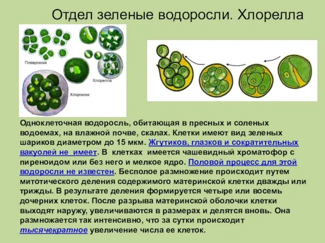 Одноклеточная водоросль, обитающая в пресных и соленых водоемах, на влажной почве,