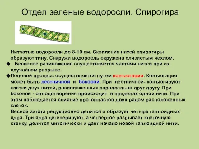 Нитчатые водоросли до 8-10 см. Скопления нитей спирогиры образуют тину. Снаружи