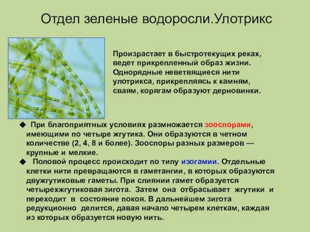 Произрастает в быстротекущих реках, ведет прикрепленный образ жизни. Однорядные неветвящиеся нити