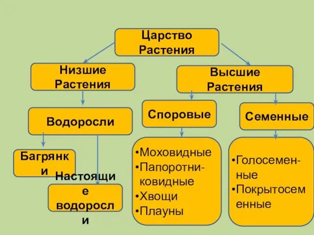 Царство Растения Низшие Растения Высшие Растения Водоросли Споровые Семенные Моховидные Папоротни-