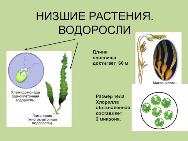 НИЗШИЕ РАСТЕНИЯ. ВОДОРОСЛИ Размер тела Хлорелла обыкновенная составляет 2 микрона. Длина слоевища достигает 60 м