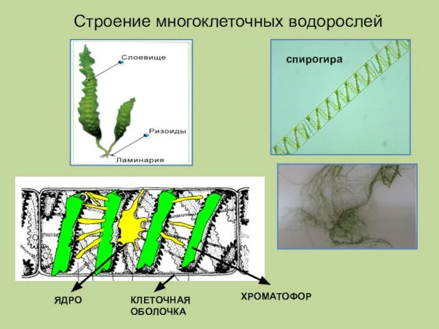 Строение многоклеточных водорослей спирогира ХРОМАТОФОР КЛЕТОЧНАЯ ОБОЛОЧКА ЯДРО