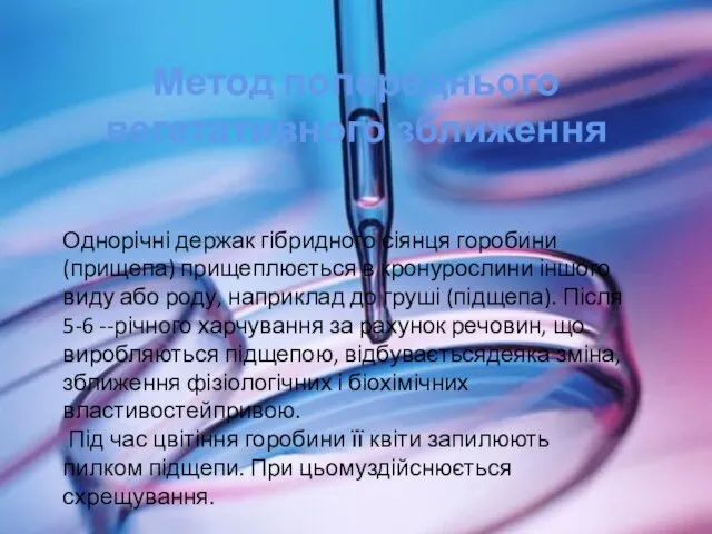 Метод попереднього вегетативного зближення Однорічні держак гібридного сіянця горобини (прищепа) прищеплюється