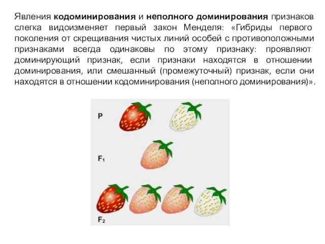 Явления кодоминирования и неполного доминирования признаков слегка видоизменяет первый закон Менделя: