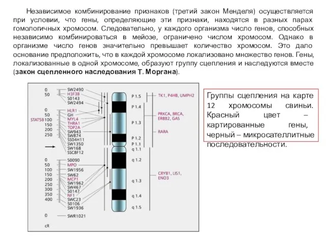 Независимое комбинирование признаков (третий закон Менделя) осуществляется при условии, что гены,