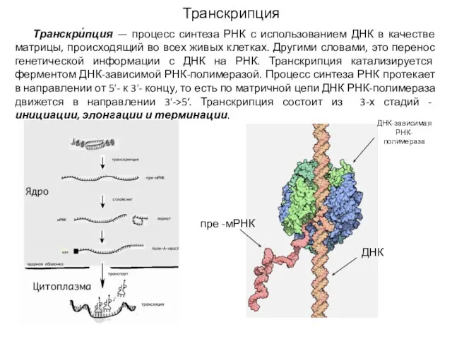 Транскрипция Транскри́пция — процесс синтеза РНК с использованием ДНК в качестве