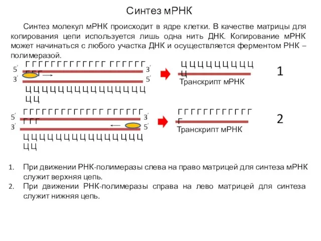 Синтез мРНК Синтез молекул мРНК происходит в ядре клетки. В качестве