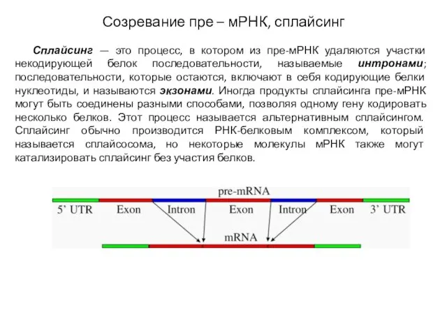 Созревание пре – мРНК, сплайсинг Сплайсинг — это процесс, в котором