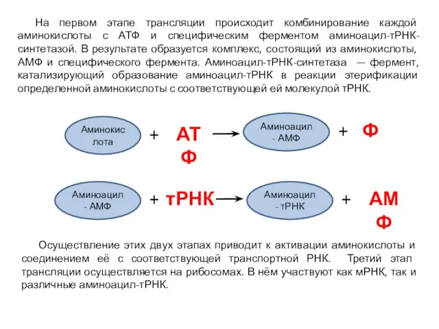 На первом этапе трансляции происходит комбинирование каждой аминокислоты с АТФ и