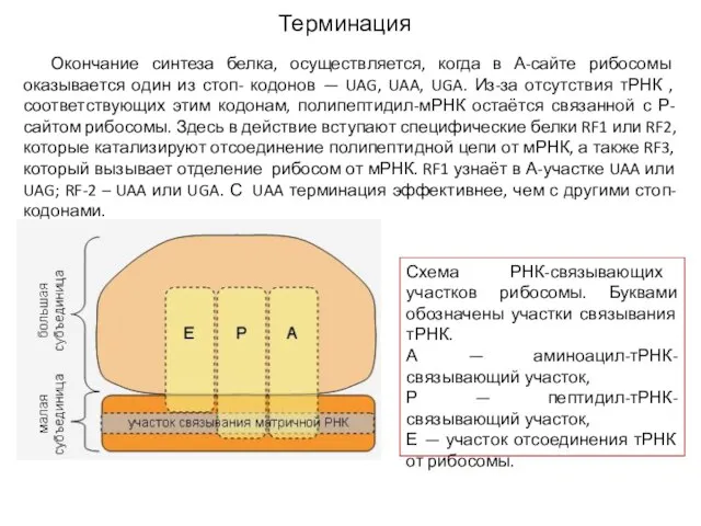 Схема РНК-связывающих участков рибосомы. Буквами обозначены участки связывания тРНК. А —