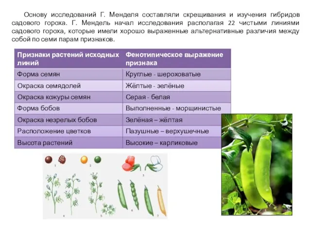 Основу исследований Г. Менделя составляли скрещивания и изучения гибридов садового гороха.