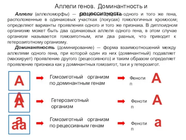 Аллели (аллеломорфы) — различные формы одного и того же гена, расположенные