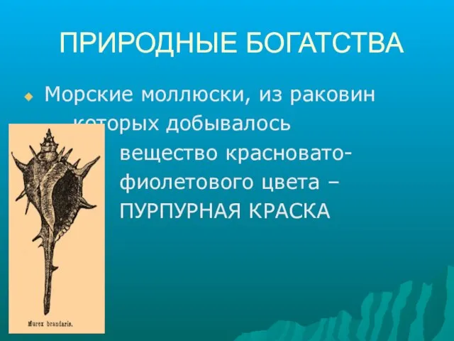 ПРИРОДНЫЕ БОГАТСТВА Морские моллюски, из раковин которых добывалось вещество красновато- фиолетового цвета – ПУРПУРНАЯ КРАСКА