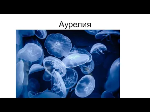 Аурелия