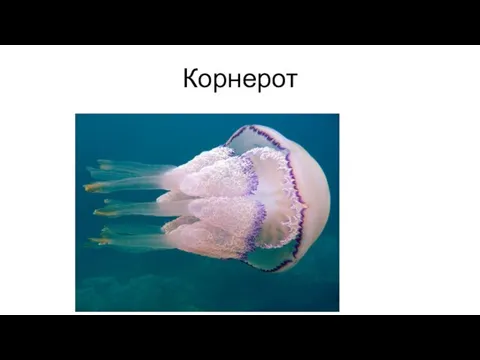 Корнерот